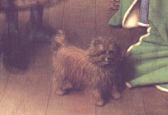 Jan Van Eyck's Wedding Portrait dog Jan Van Eyck's Wedding Portrait dog