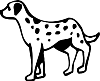 Dalmation Dalmation
