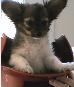 Zoe, papillion puppy Zoe, papillion puppy